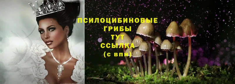 Псилоцибиновые грибы Magic Shrooms  Ветлуга 